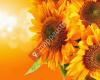 Andrea Wetschnig | Sonnenblume