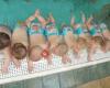 Babyschwimmen Ybbs