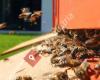 Beegeistert - Bienenblog