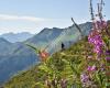 Bergjuwel Alpbachtal Wildschönau