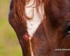 Besser-Reiten.at - Ganzheitliche Ausbildung für Pferd und Reiter