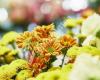 Blumen Engele - Inh Mario Marbler