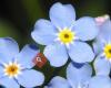 Blumen Vergissmeinnicht