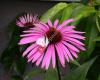 Blumenstube & Gartengestaltung