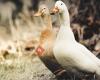 Buntes HUHN