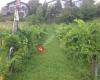 Buschenschank Weinhappl-Magerl