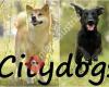Citydogs