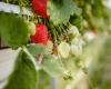 Erdbeeren Selberpflücken