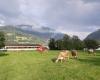 Gauensteiner Hofspezialitäten - Familienbetrieb Schrottenbaum