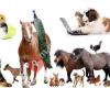 Homeless Animals