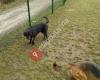 Hunde Freilaufzone Amstetten