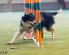 Hundesporthalle Dog-Motion