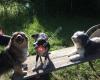 Hundetraining Pfotenspaß