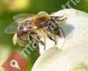 Imkerei honeyandmore.at, Bienen aus Leidenschaft