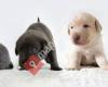 Labrador Retriever vom Wiestal