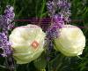 Lavendel und Rosen Rosenspezial