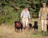 Lesser Burdock Labradors