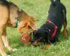 Mobiles Hundetraining Tirol