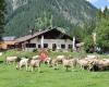 Musteralpe am Plansee