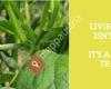 Naspex Organic Cotton & Herbal DYE