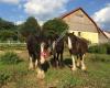 Oak Avenue’s Irish Cobs