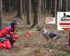 ÖHV Hundeschule Thalheim/Lindenhof; RHVÖ OG Thalheim