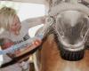 Pferde-Massage Judith Kubes