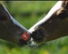 Reitstall News