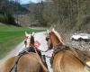 Rolling-Horses