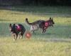 Rotes Kreuz Suchhunde Niederösterreich