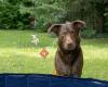 Schlawienerhund - Hundetraining, Verhaltensberatung und Gassigeh-Service
