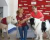 Tiere Helfen Leben THL