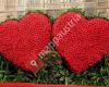 Toifl Blumen