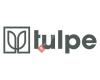 Tulpe