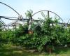 Versuchsgarten der Hochschule für Bodenkultur Obstbau