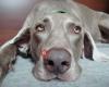 Weimaraner - Graue in Not