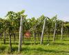 Weinbau Schuster