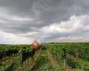Weingut Anita & Richard Goldenits