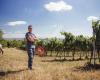 Weingut Baier