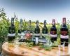Weingut Bauer