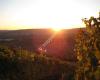 Weingut & Buschenschank Friedberger