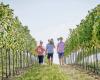 Weingut & Buschenschank Humer