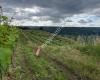 Weingut Familie Leopold