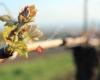 Weingut Friedrich