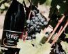 Weingut & Heuriger Lehner