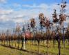 weingut josef u. maria reumann