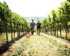 Weingut Kerner