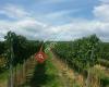 Weingut Koch