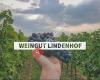 Weingut Lindenhof