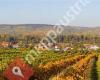 Weingut Schloss Gobelsburg